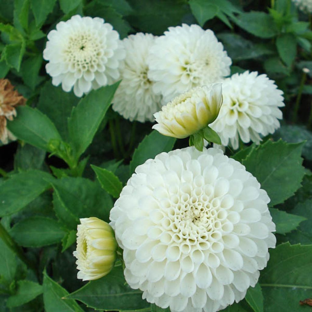 Dahlia Snow Cap