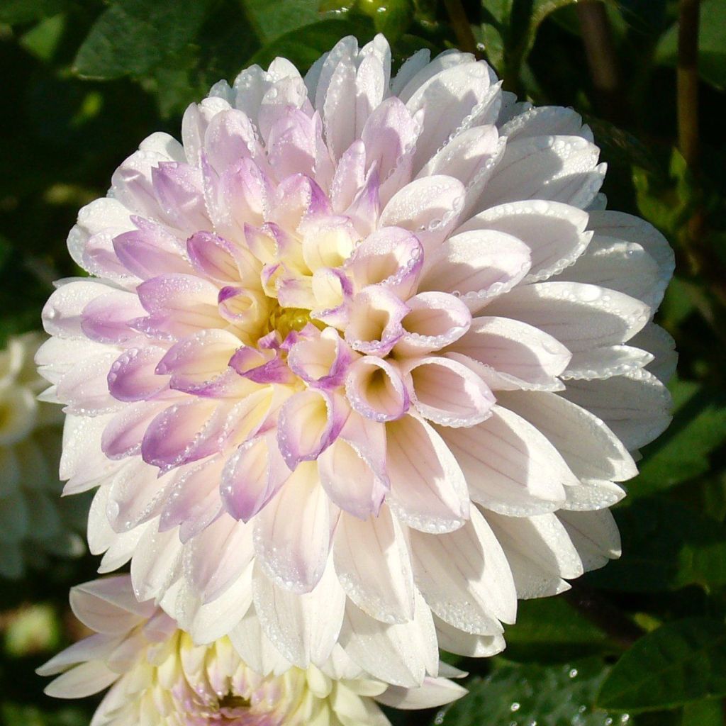 Dahlia White Linda