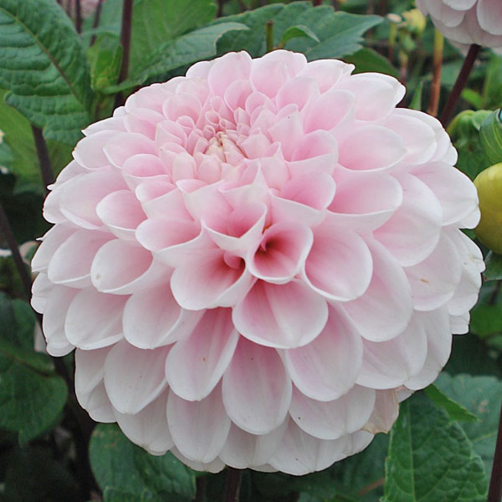 Dahlia Wizard Of Oz