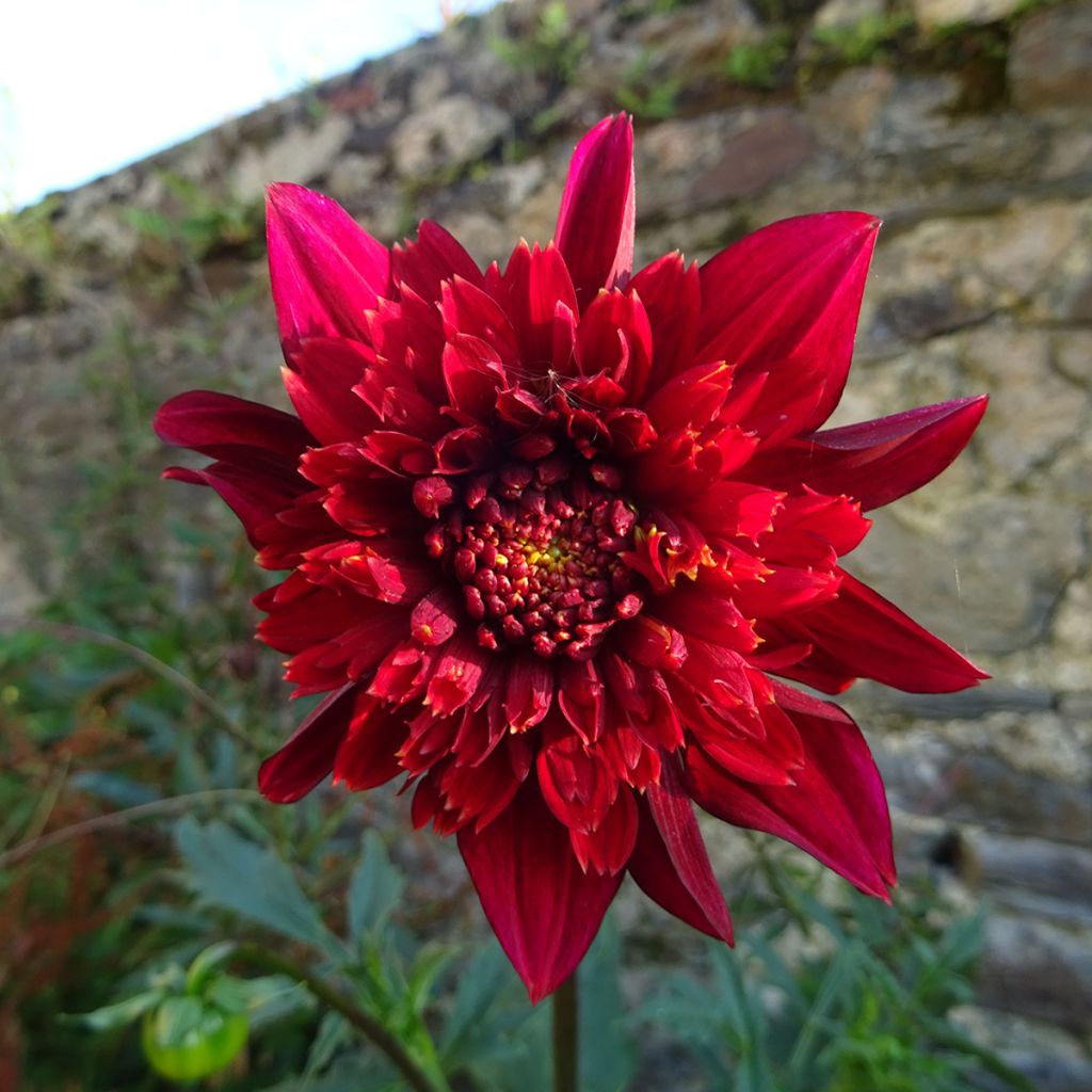 Dalia Flor de Anémona Jive