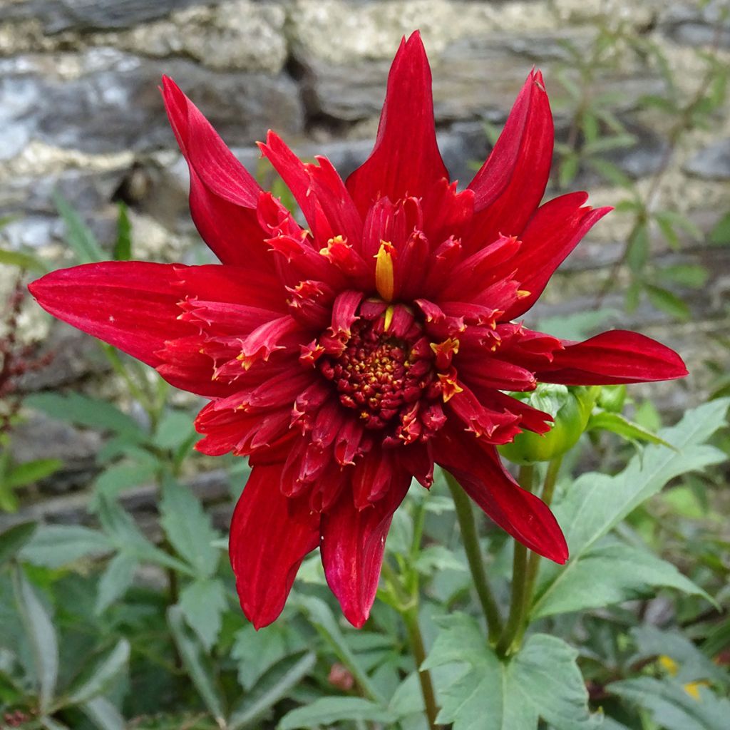 Dalia Flor de Anémona Jive