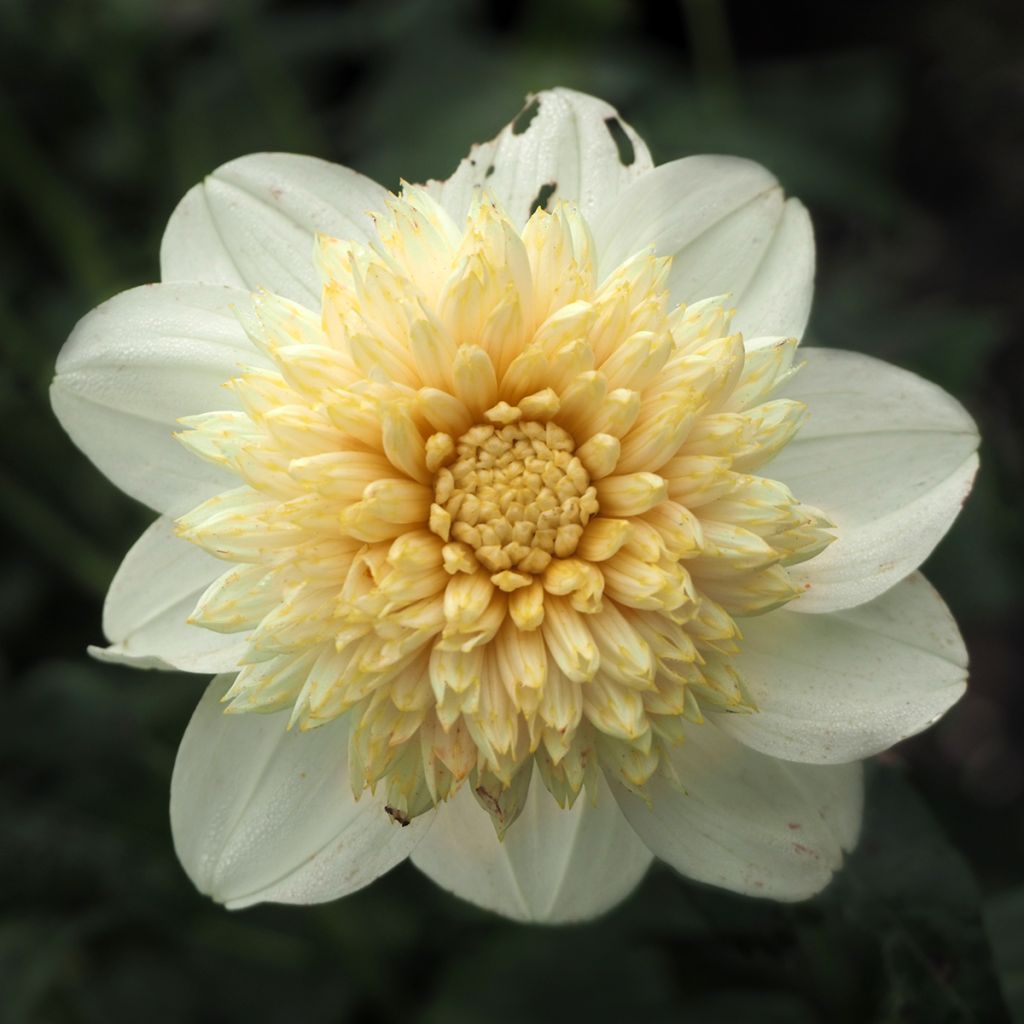 Dalia Flor de Anémona Platinum Blonde