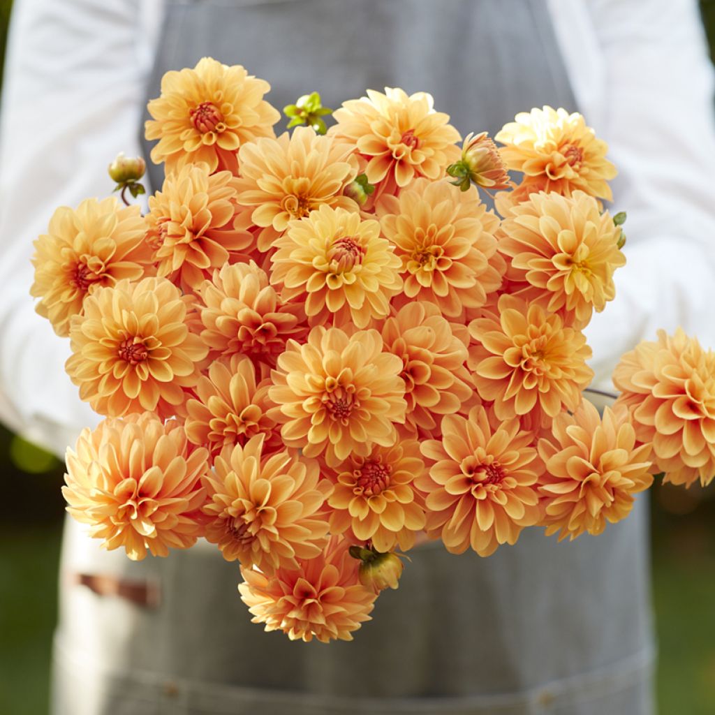 Dalia bola Bazuin® Bright Orange