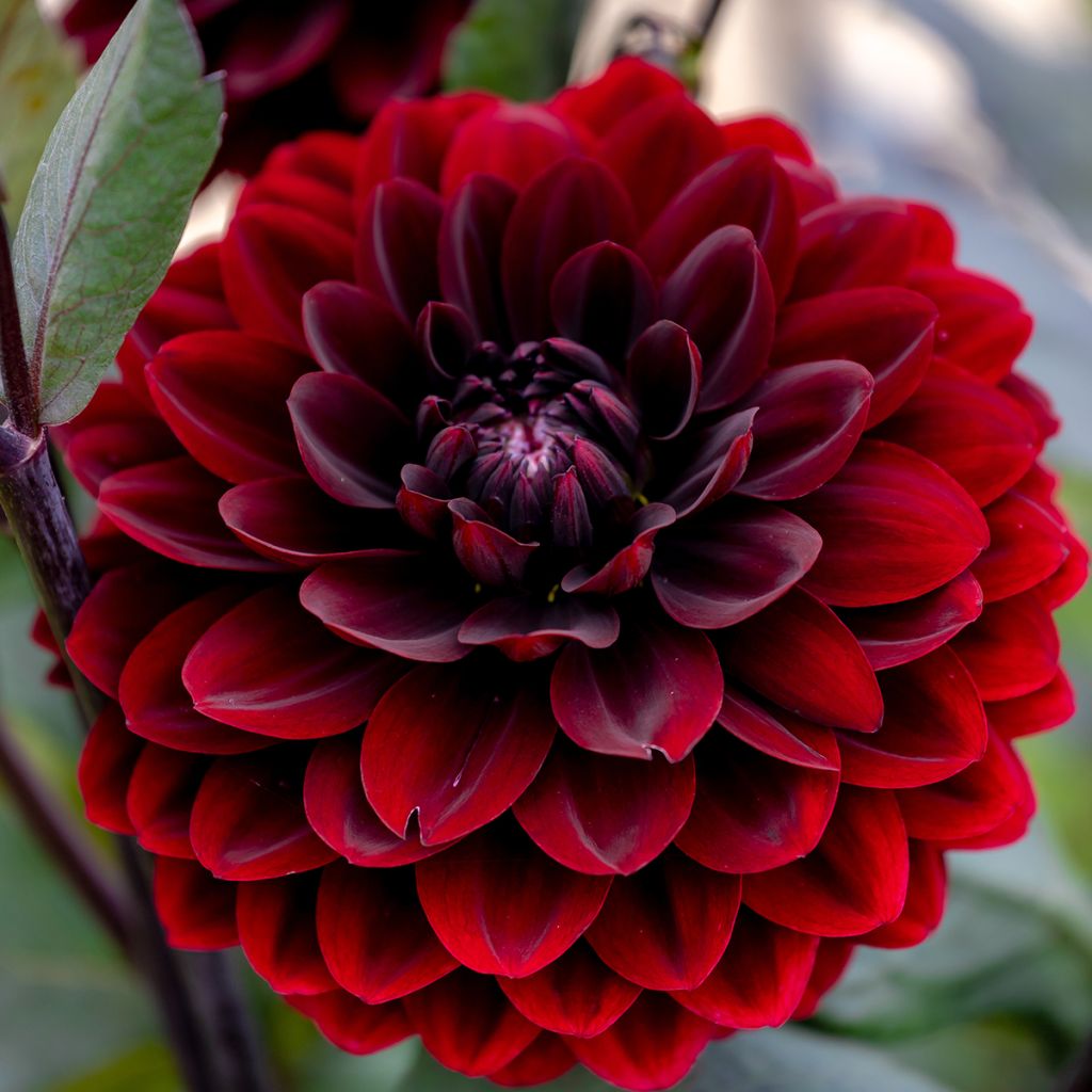 Dalia bola Dark Spirit