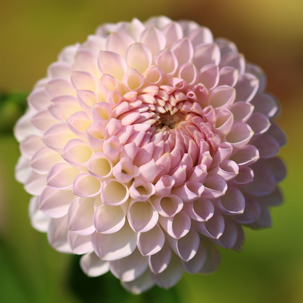 Dalia bola Pink Pearl