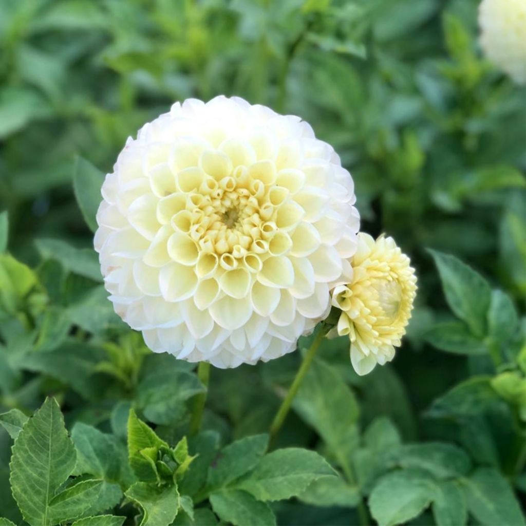 Dahlia balle Polventum Supreme