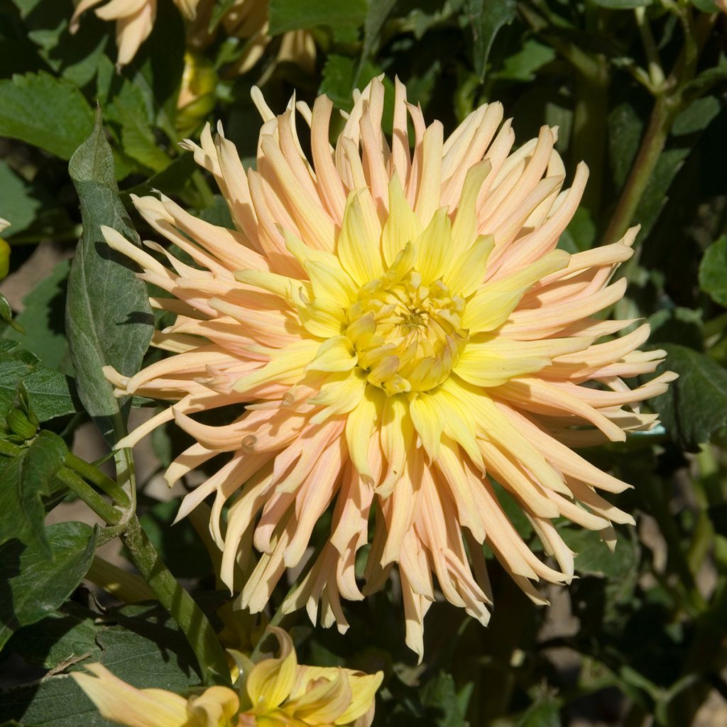 Dalia cactus Apricot Star