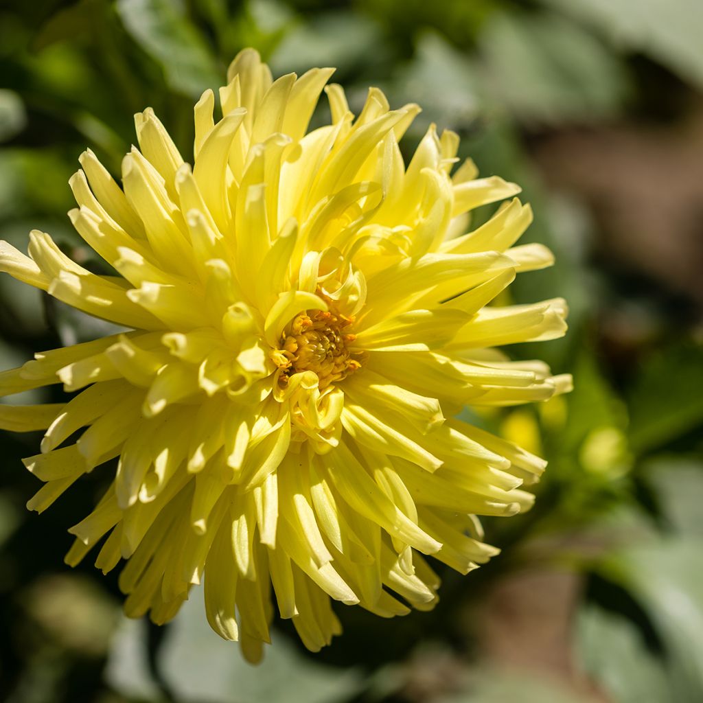 Dalia cactus Kennemerland