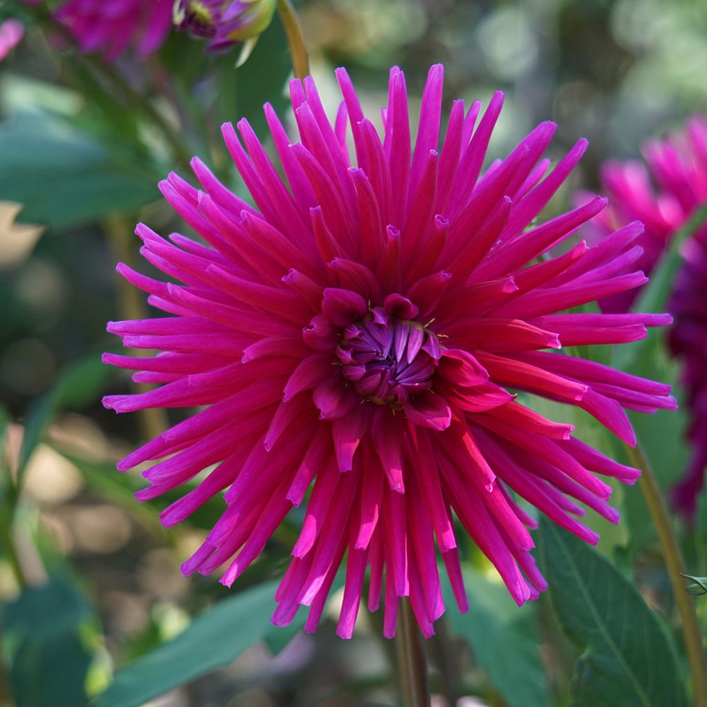 Dalia cactus Orfeo