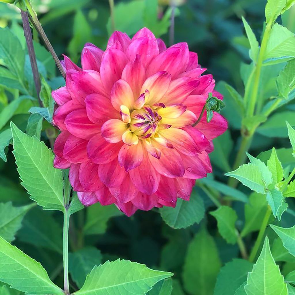 Dahlia cactus Rainbow Silence