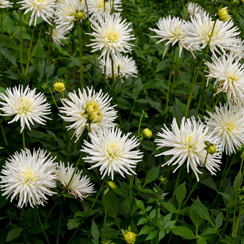 Dalia cactus Playa Blanca