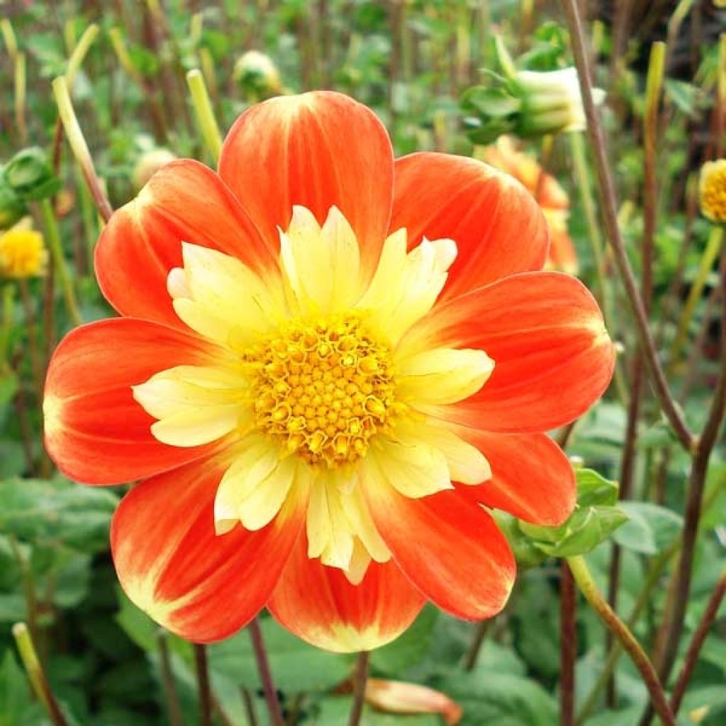 Dahlia Collerette Pooh