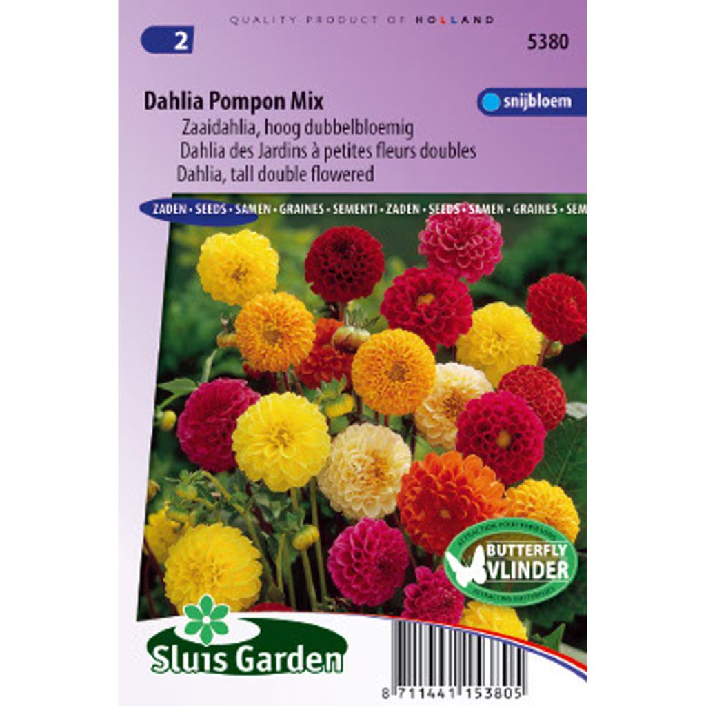 Dahlia des Jardins à petites fleurs doubles Pompon