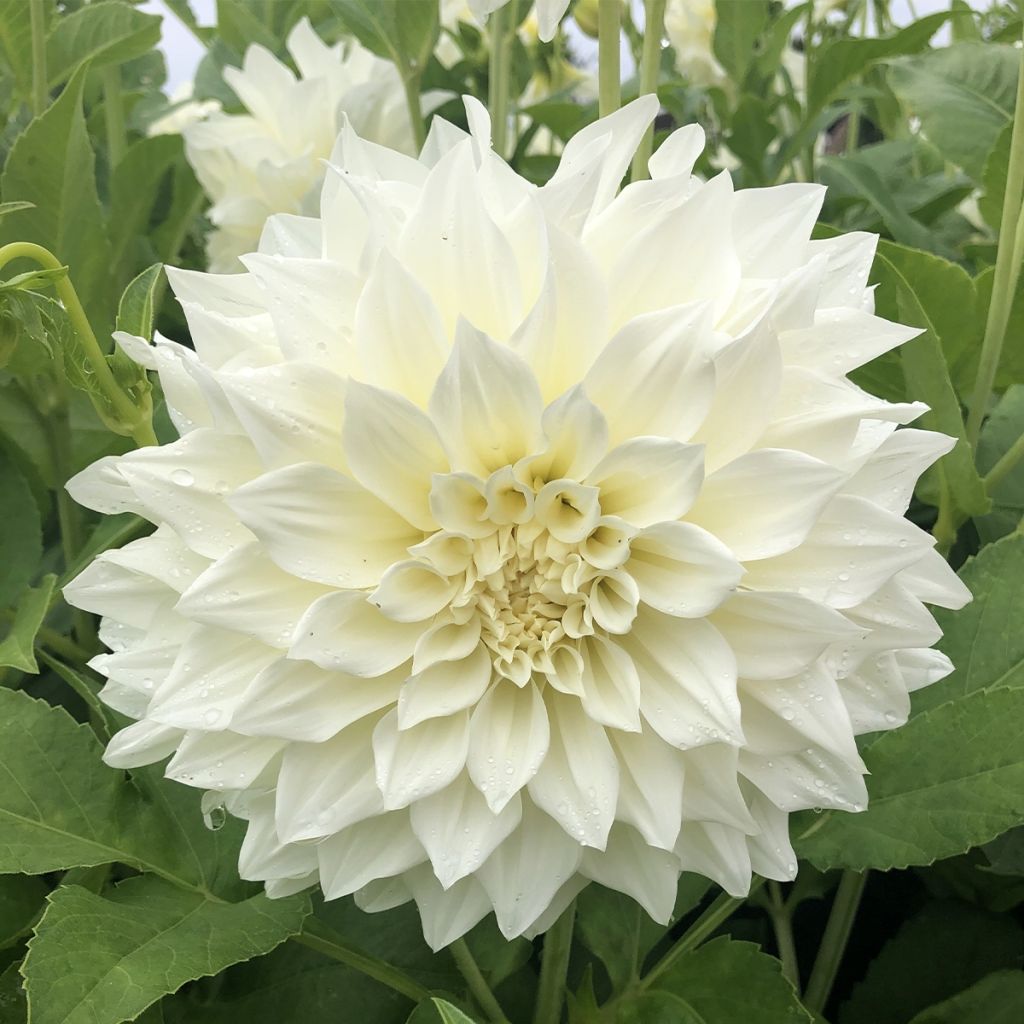 Dahlia géant Café Au Lait Suprême