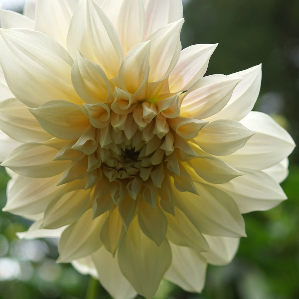 Dalia decorativa Café Au Lait Suprême