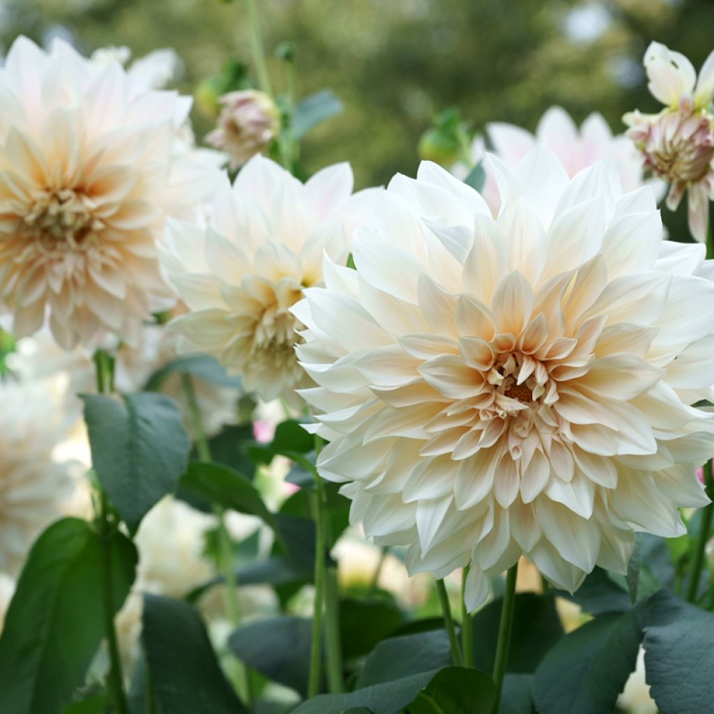 Dalia decorativa Café Au Lait