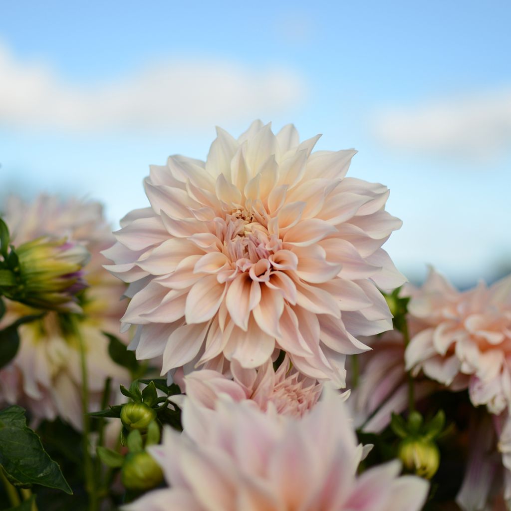 Dalia decorativa Café Au Lait