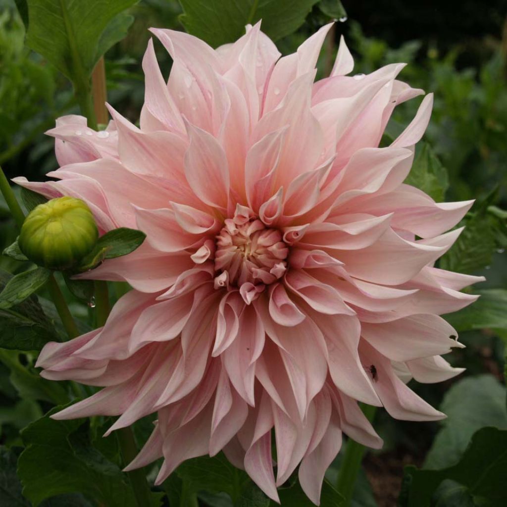 Dahlia géant Café au Lait rosé