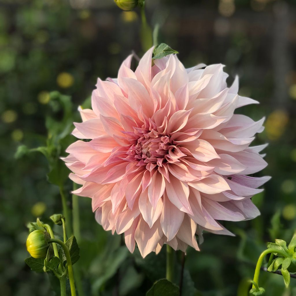 Dalia decorativa Café Au Lait rosé