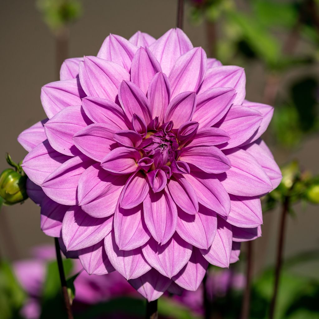 Dalia decorativa Lilac Time