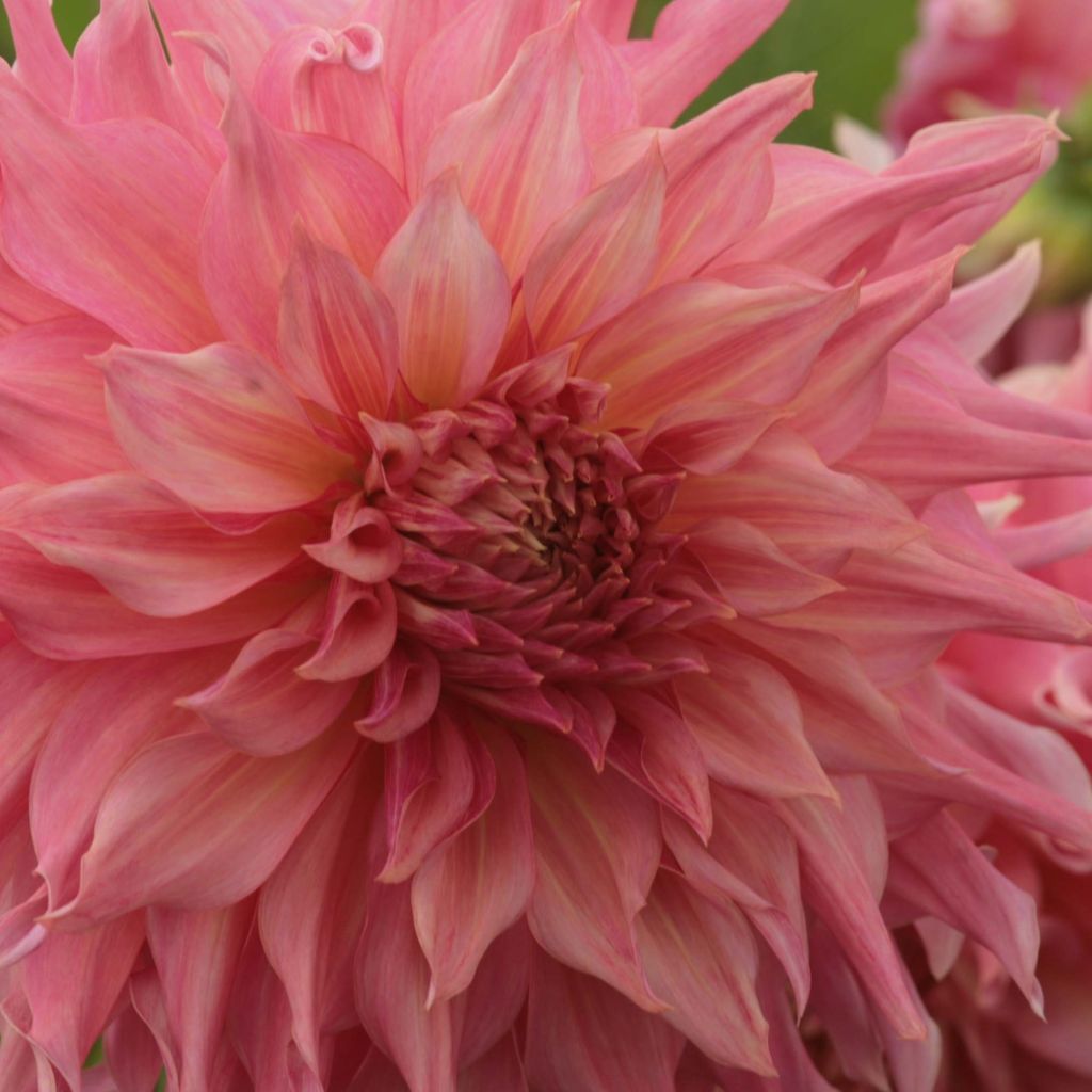 Dahlia géant Penhill Watermelon