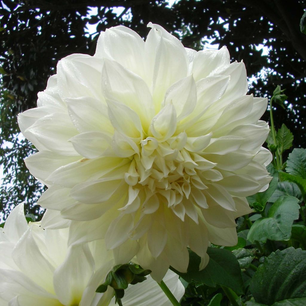 Dahlia géant  Fleurel