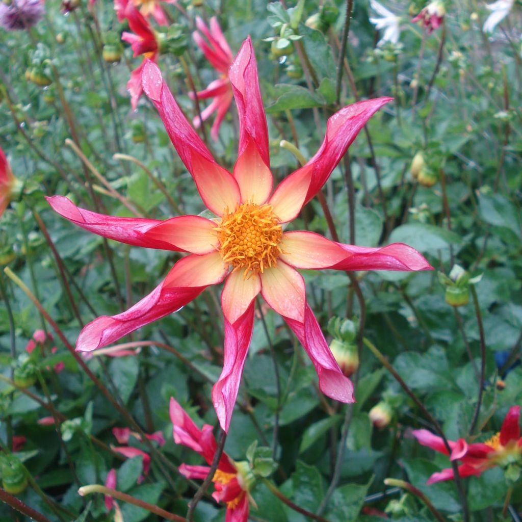 Dahlia Honka Surprise