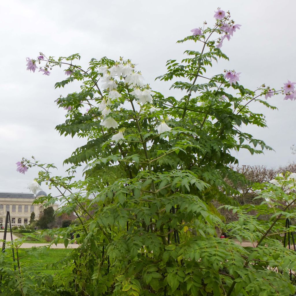 Dahlia imperialis