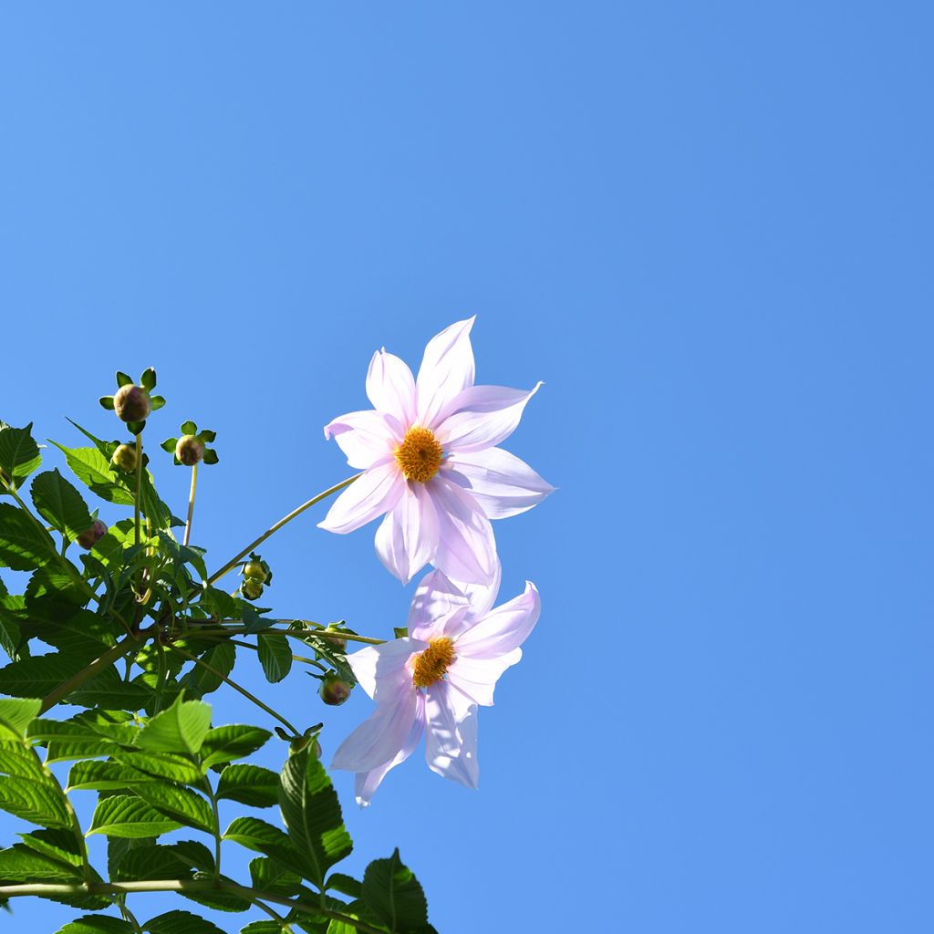 Dahlia imperialis White - Dalia catalina