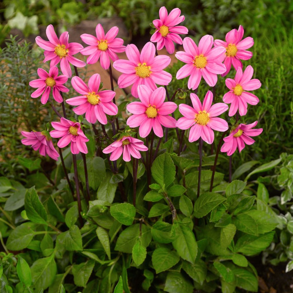 Dahlia nain Topmix Pink