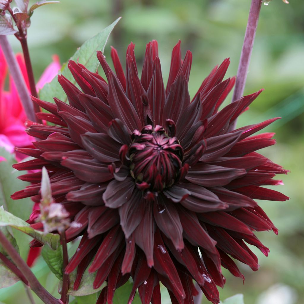 Dalia cactus Black Jack