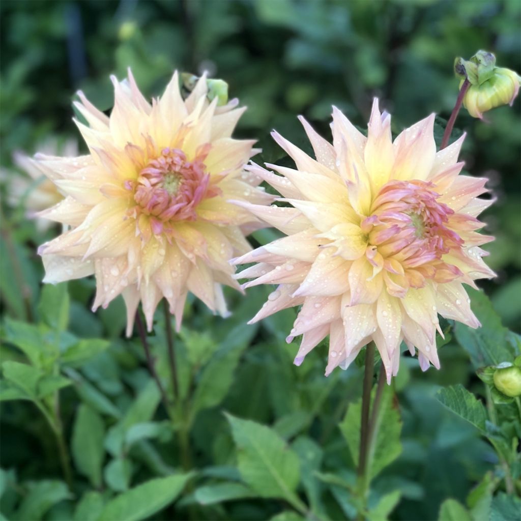 Dahlia semi cactus Penhill Autumn Shade