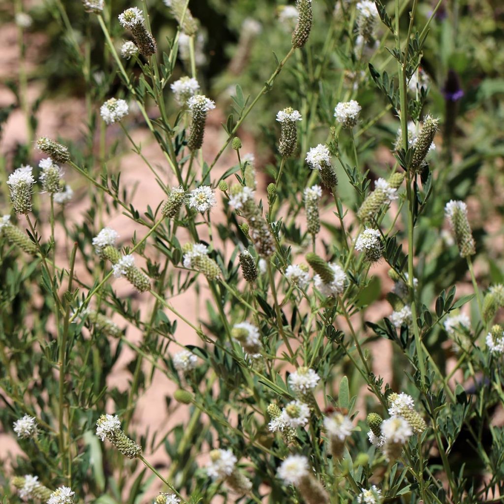 Dalea candida - White Prairie Clover (Trèfle blanc des prairies)