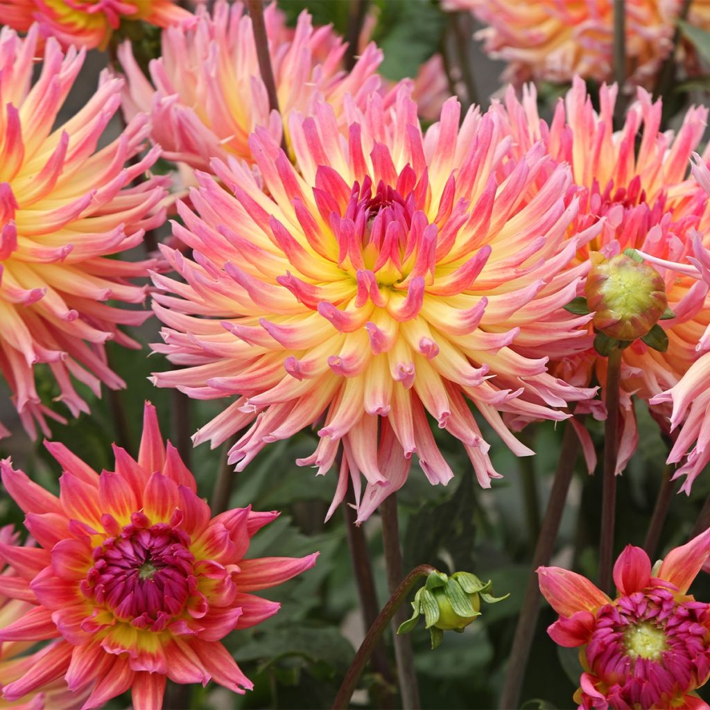 Dahlia cactus Karma Sangria