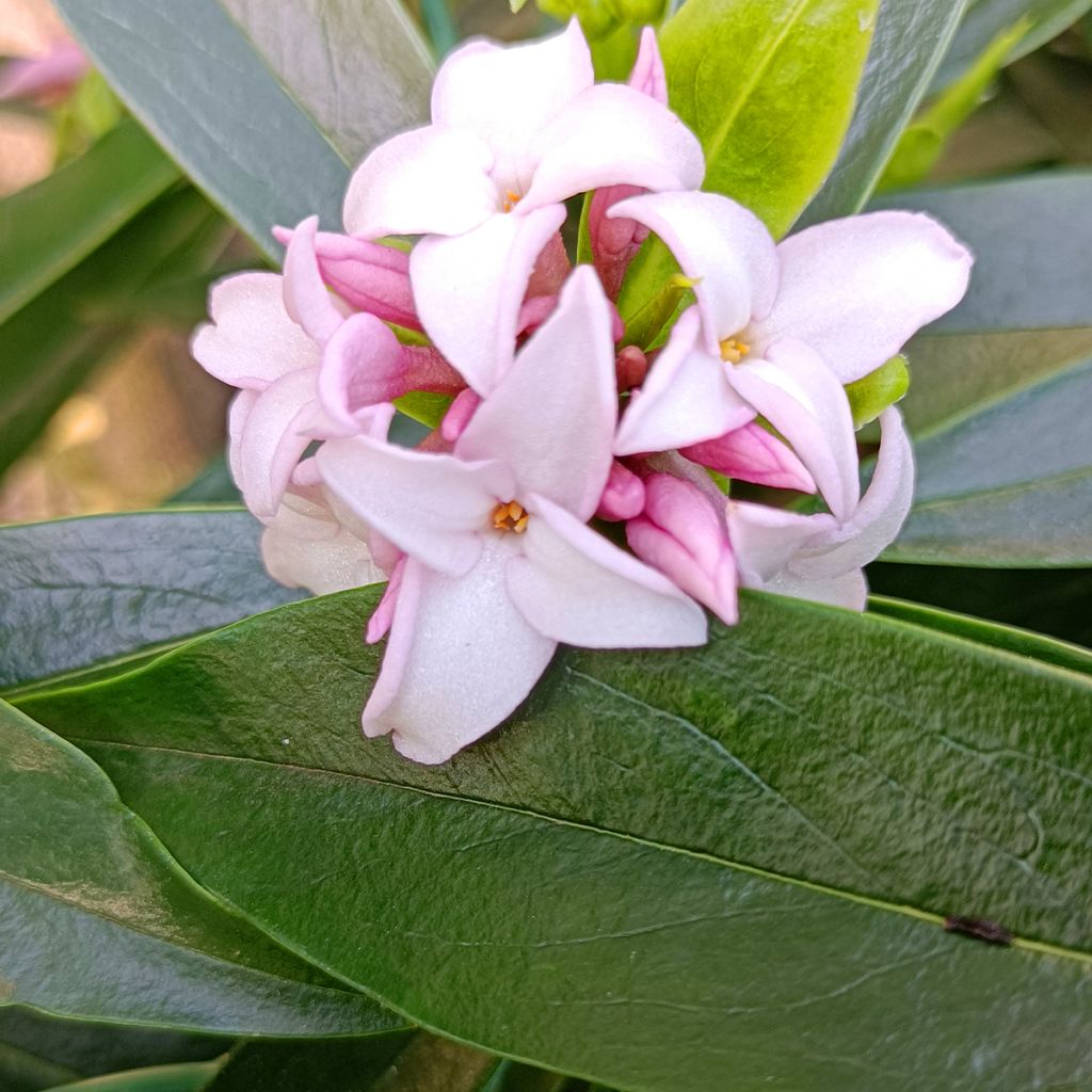 Daphne Perfume Princess - Daphné parfumé