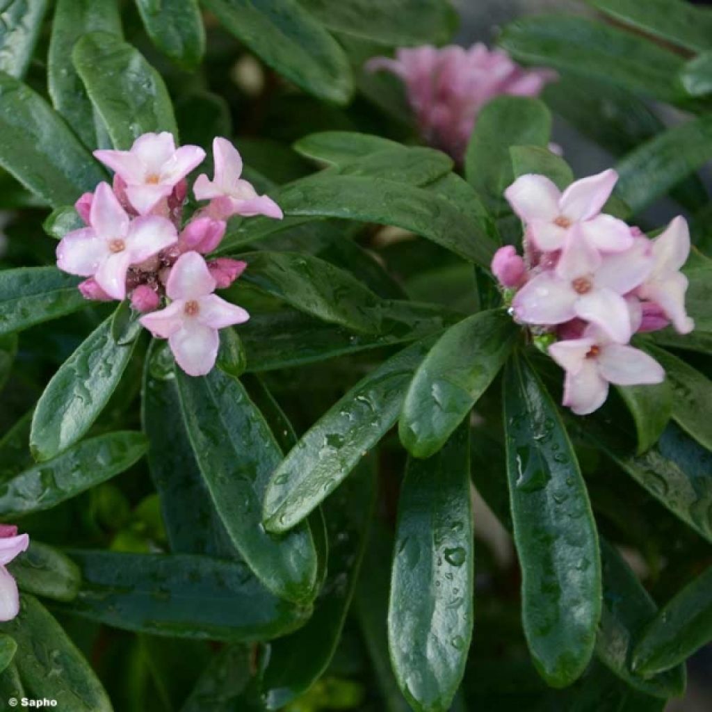 Daphne x transatlantica Pink Fragrance®