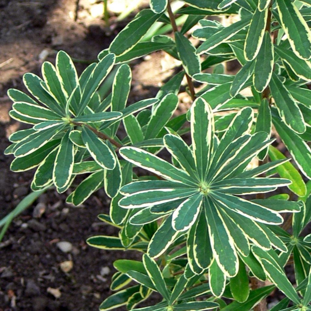 Daphne burkwoodii Somerset