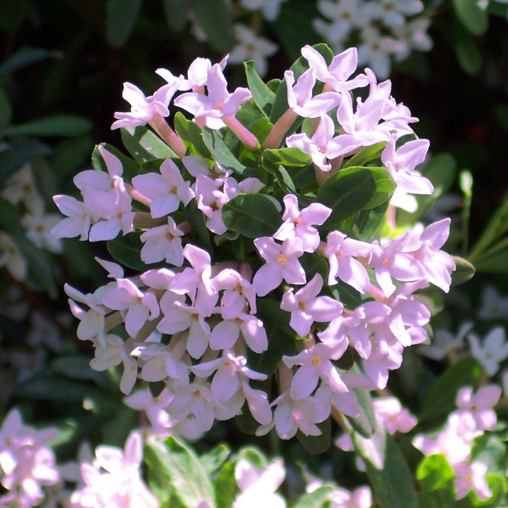 Daphne burkwoodii Somerset - Bois joli