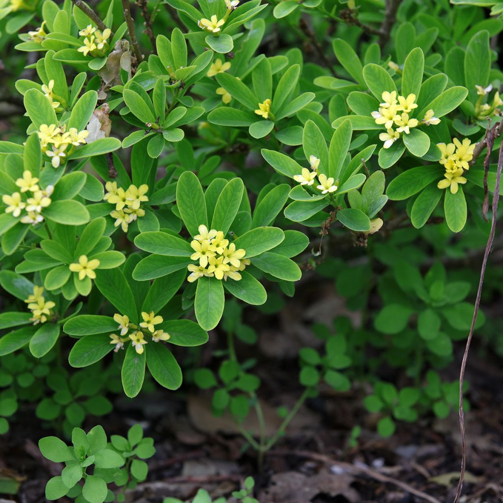 Daphne gemmata Royal Crown