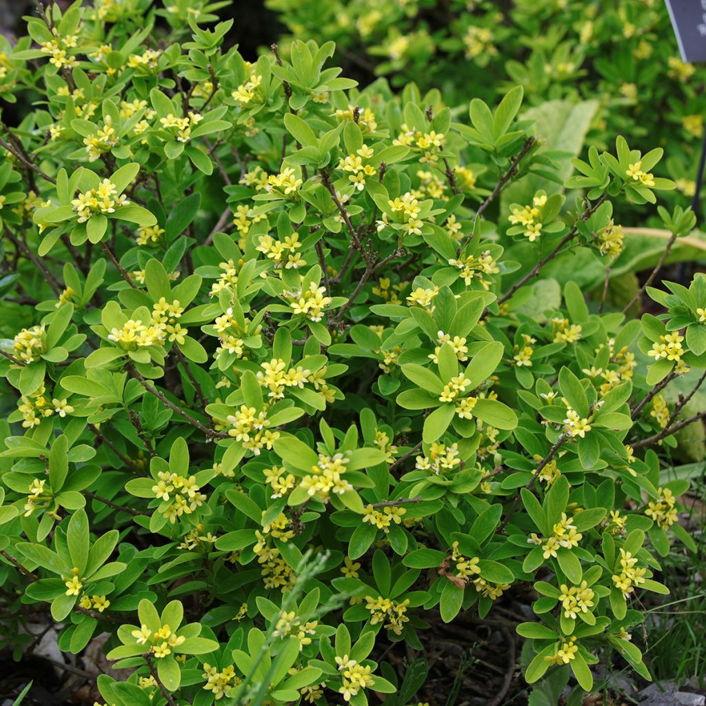 Daphne gemmata Royal Crown