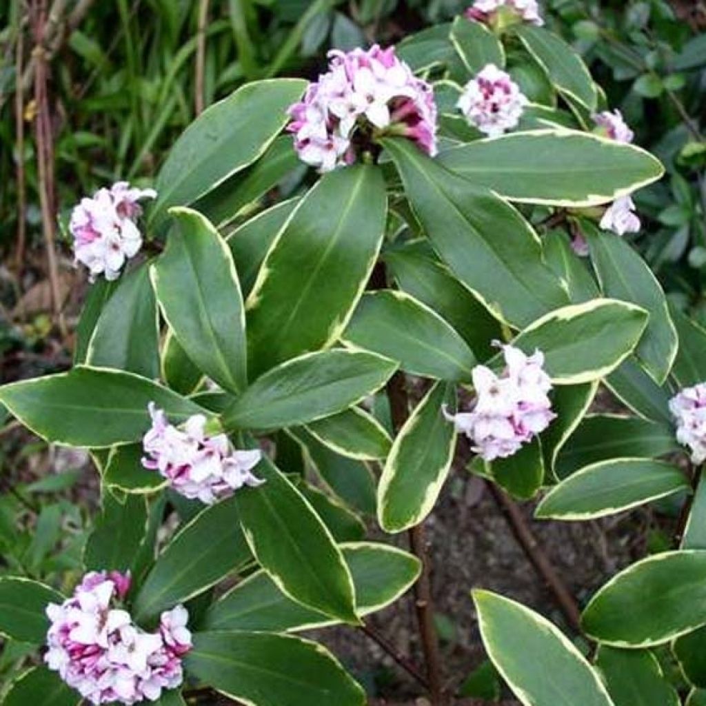 Daphne odora Aureomarginata