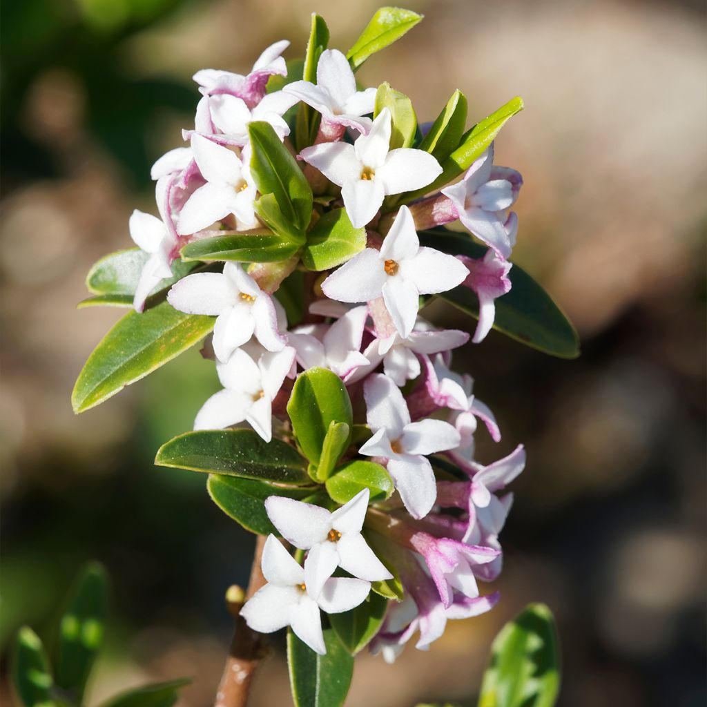 Daphne retusa