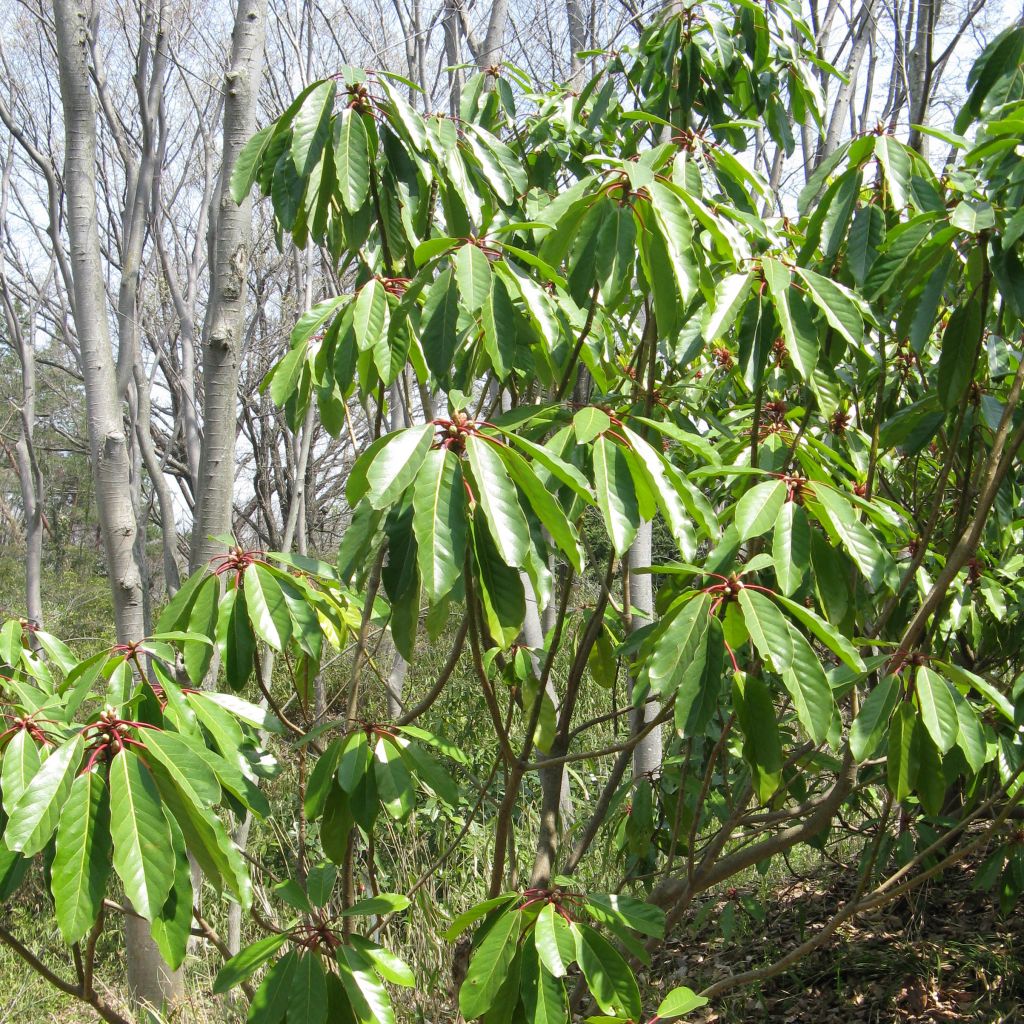 Daphniphyllum himalayense subsp. macropodum