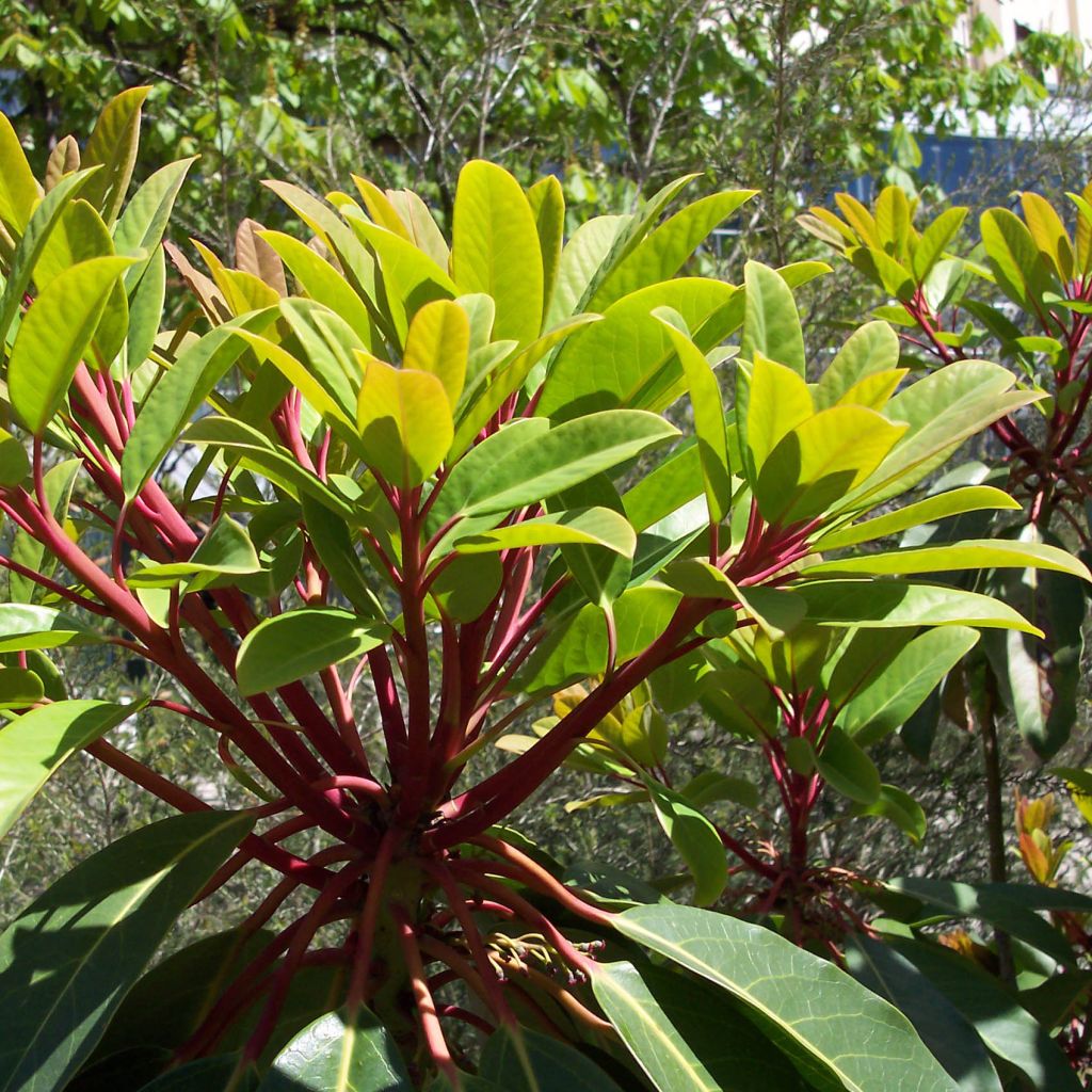 Daphniphyllum himalayense subsp. macropodum