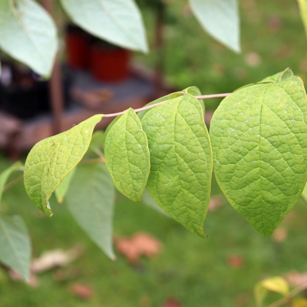 Decaisnea fargesii - Árbol de salchicha azul