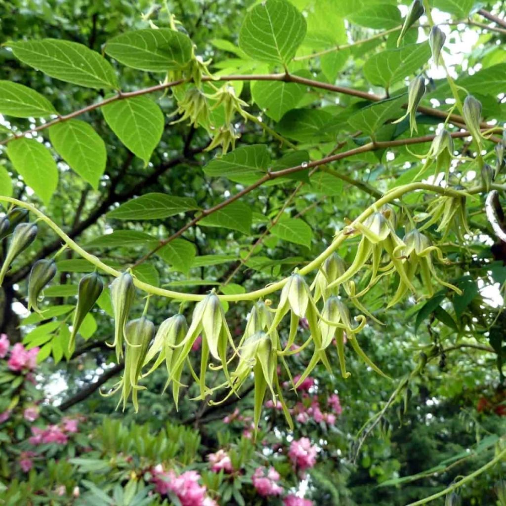 Decaisnea fargesii - Árbol de salchicha azul