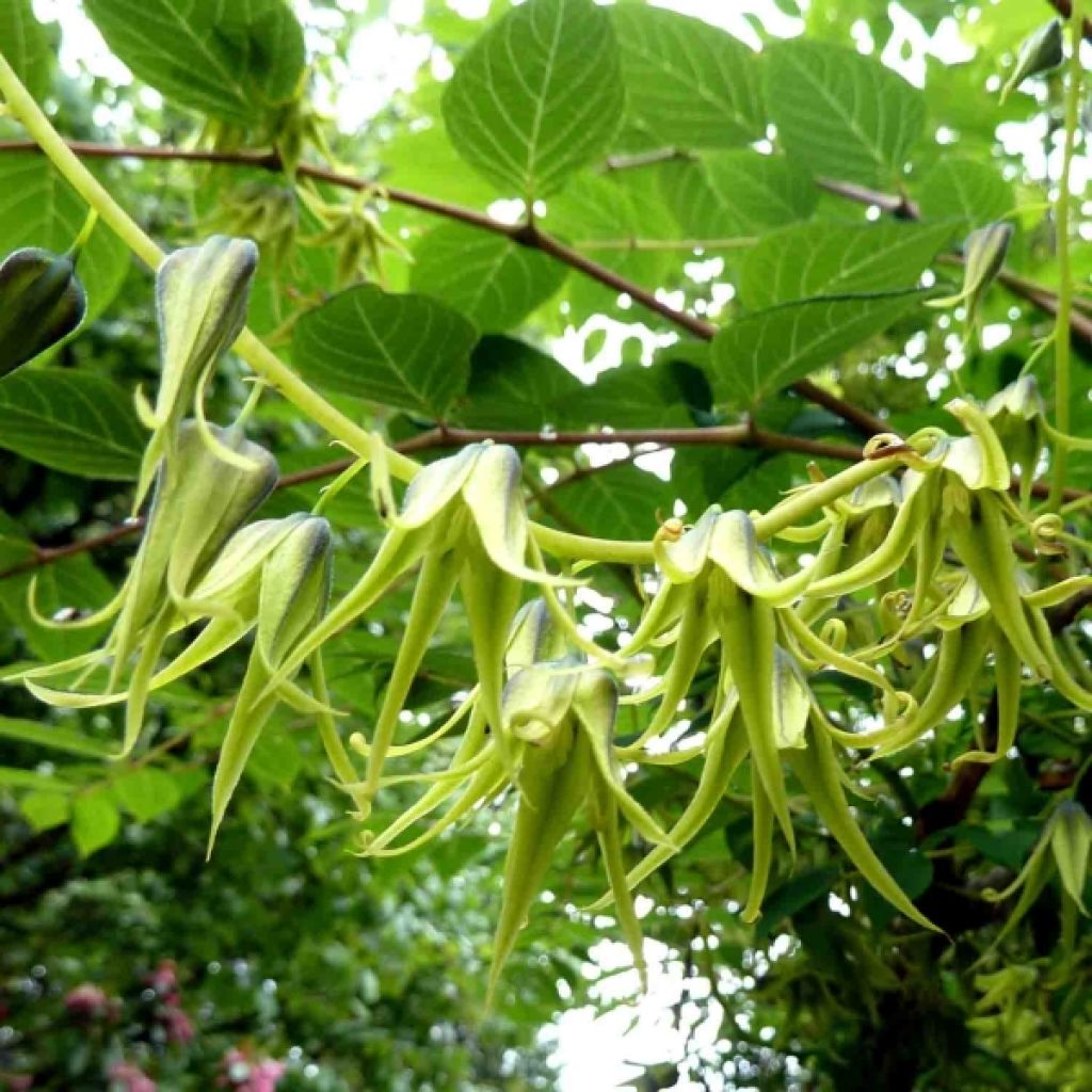 Decaisnea fargesii - Árbol de salchicha azul