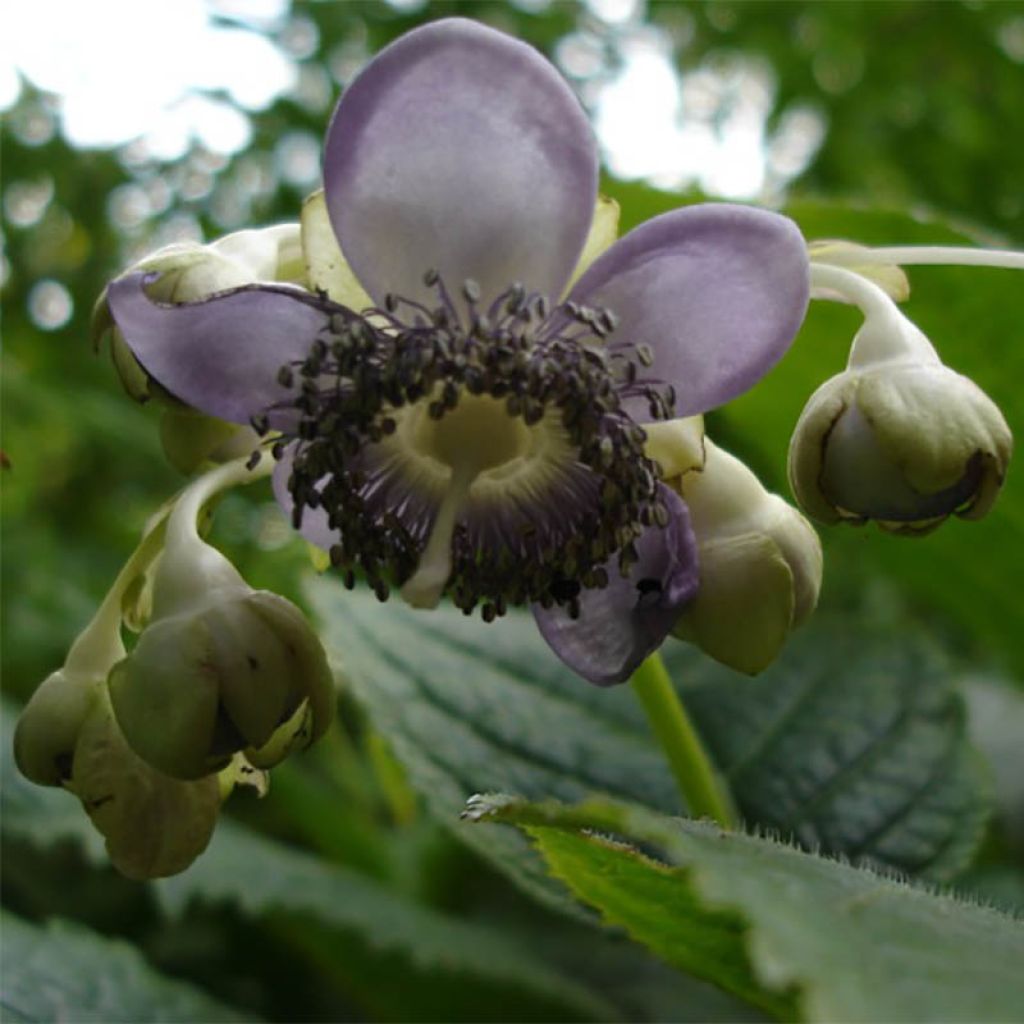 Deinanthe caerulea