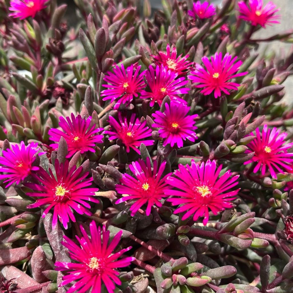 Delosperma Desert Dancers Purple - Alfombra rosa