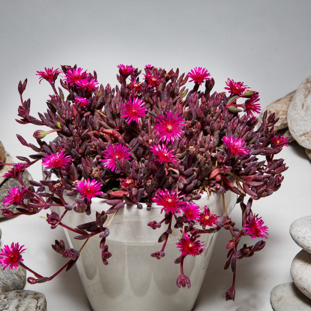 Delosperma Desert Dancers Purple - Alfombra rosa